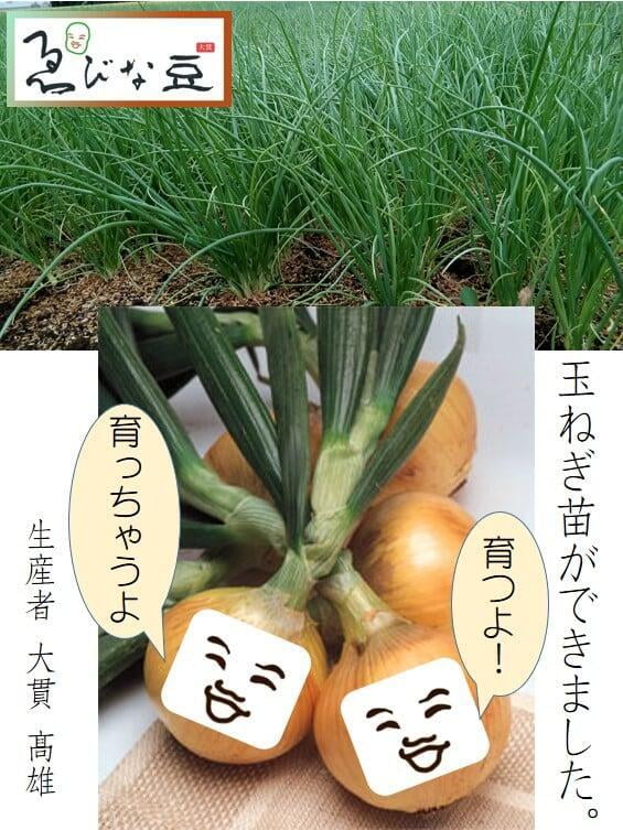 玉ねぎ苗