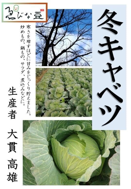 キャベツ　冬キャベツ