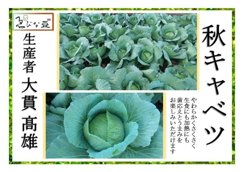 キャベツ　秋キャベツ