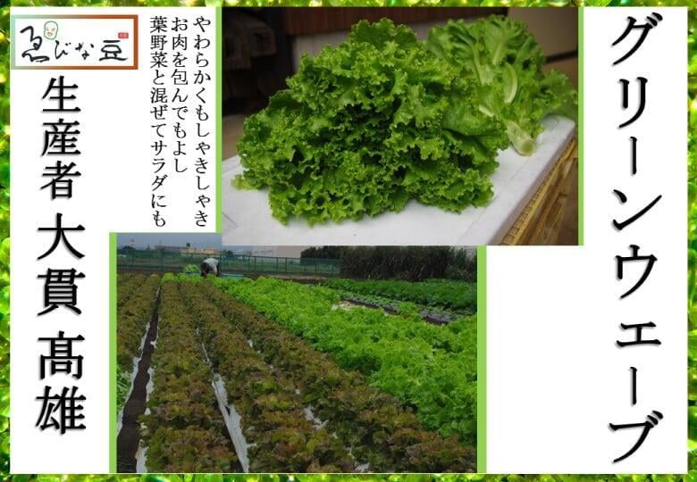 レタス　グリーンウェーブ