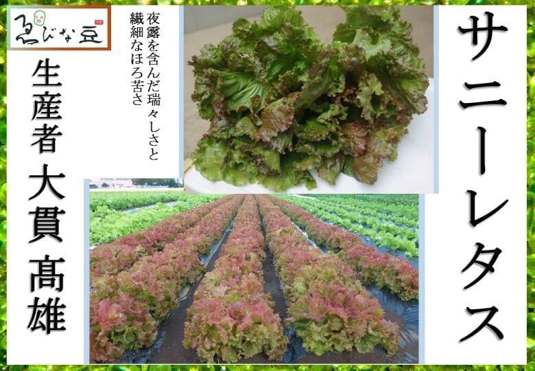 レタス　サニーレタス