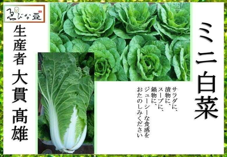 冬野菜　ミニ白菜