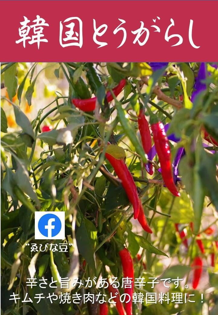 唐辛子　韓国唐辛子