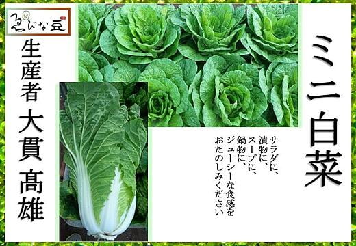 冬野菜　ミニ白菜